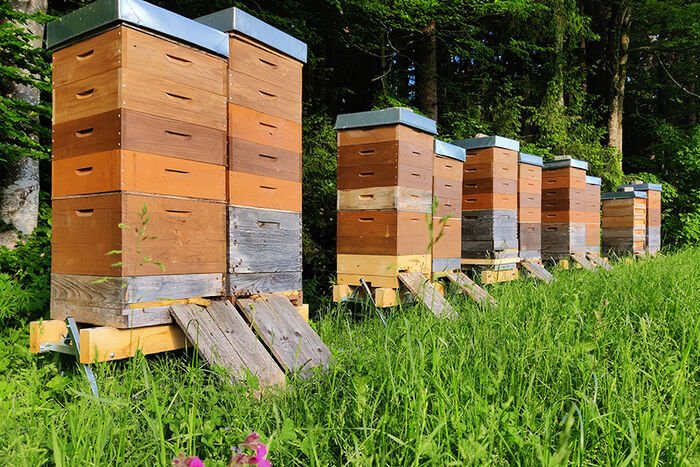 Bienenstöcke der Imkerei im Bayerischen Wald